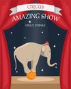 Circus trained elephant on the ball. Flat vector poster Royalty Free Stock Photo