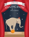 Circus trained elephant on the ball. Flat vector poster