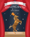 Circus trained horse in stage decoration.