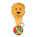 Circus trained lion sitting on a ball. Vector illustration, isolated on white background.