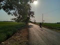 Cirebon street betwen rice field