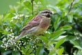 Cirl Bunting