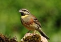 Cirl Bunting