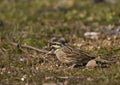 Cirl Bunting Eating Seed