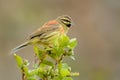 Cirl Bunting - Emberiza cirlus