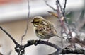 Cirl bunting, Emberiza cirlus