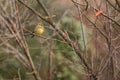 Cirl Bunting