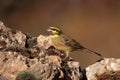 Cirl Bunting - Escribano soteÃÂ±o