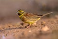 Cirl bunting in garden