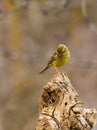 Cirl Bunting on log