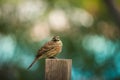 Cirl Bunting perched on a wooden post