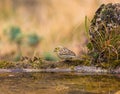 Cirl Bunting at pool