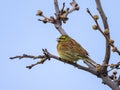 A Cirl Bunting sitting on a small twig Royalty Free Stock Photo
