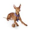 Cirneco Etna dog Royalty Free Stock Photo
