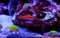 Ruby Longfin Fairy Wrasse - Cirrhilabrus rubeus