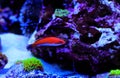 Ruby Longfin Fairy Wrasse - Cirrhilabrus rubeus