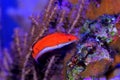 Ruby Longfin Fairy Wrasse - Cirrhilabrus rubeus