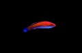 Ruby Longfin Fairy Wrasse - Cirrhilabrus rubeus