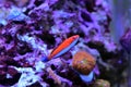 Ruby Longfin Fairy Wrasse - Cirrhilabrus rubeus