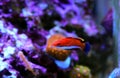 Ruby Longfin Fairy Wrasse - Cirrhilabrus rubeus