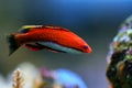 Ruby Longfin Fairy Wrasse - Cirrhilabrus rubeus