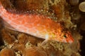 Cirrhitichthys falco - Dwarf hawkfish Royalty Free Stock Photo