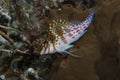 Cirrhitichthys falco Dwarf hawkfish