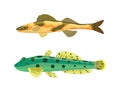 Cirrhitops Fasciatus Fish Set Vector Illustration