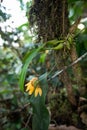 Cirrhopetalum retusiusculum or Bulbophyllum picturatum Scientific name, Yellow Orchid flowers bloom in rainforest south Thailand