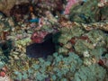 Cirripectes filamentosus, Filamentous Blenny