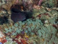 Cirripectes filamentosus, Filamentous Blenny