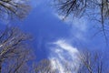 Cirrus clouds above trees