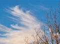Cirrus clouds behind dry trees