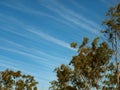 Cirrus clouds blue winter sky gum trees