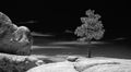 Cirrus clouds floating by lone tree on Taft Point in Yosemite National Park in California USA - black and white Royalty Free Stock Photo