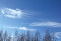 Cirrus clouds over trees