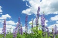 Cirrus cloudy sky above lilac color lupine flowers Royalty Free Stock Photo