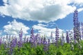 Cirrus cloudy sky above violet color lupine flowers Royalty Free Stock Photo