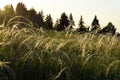 Cirrus feather grass lit by the sun on the slopes of the Ural mountains. A warm summer day in the Western Urals.