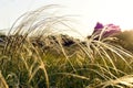 Cirrus feather grass lit by the sun on the slopes of the Ural mountains. A warm summer day in the Western Urals.