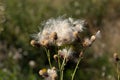 The Cirsium arvense or creeping thistle from the Asteraceae family. Dry Canada thistle. Dried fluffy seedheads of field