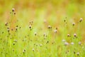 Cirsium arvense flower, beauty in nature, landscape