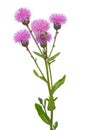 Cirsium arvense flower