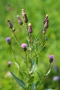 Cirsium arvense