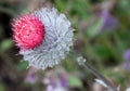 Cirsium eriophorum, Woolly thistle