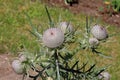 Cirsium eriophorum