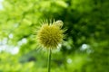 Cirsium erisithales, yellow melancholy thistle perennial herbaceous plant in bloom