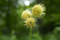 Cirsium erisithales, yellow melancholy thistle perennial herbaceous plant in bloom