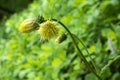Cirsium erisithales, yellow melancholy thistle perennial herbaceous plant in bloom