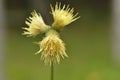 Cirsium erisithales, yellow thistle